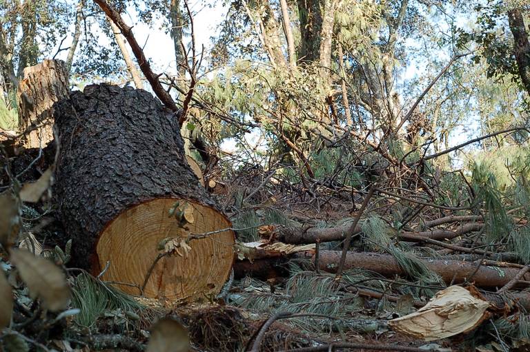 Ecocidio en Michoacán, quitan bosques y ponen aguacate