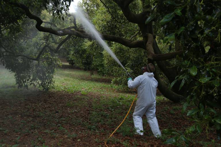 Castigo al aguacate de Michoacán: impacto a millones de toneladas