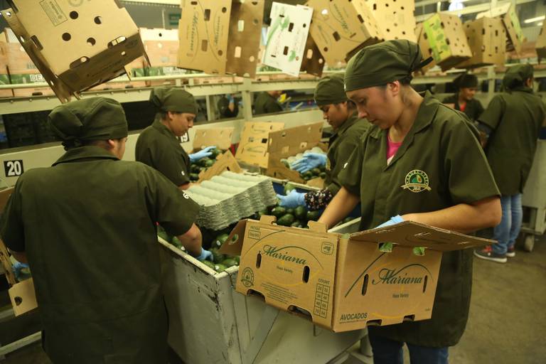 EE.UU. suspende la importación de aguacates de Michoacán a un día