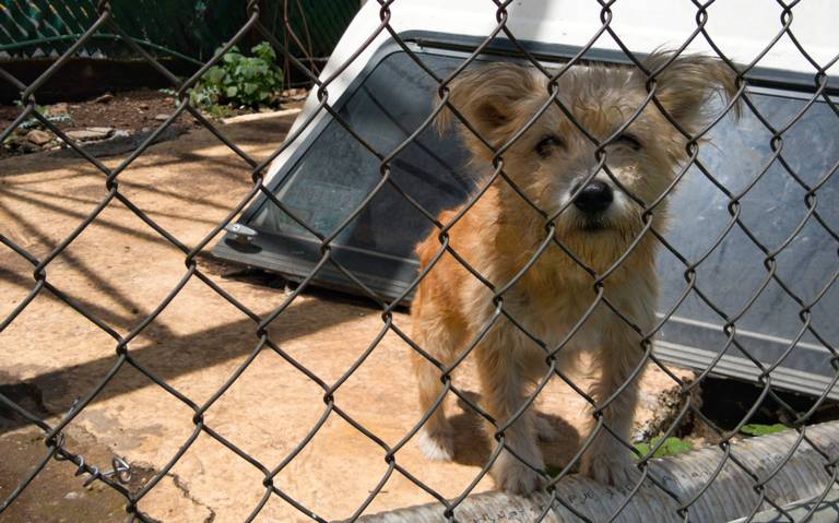 Este Año Nuevo, dale hogar a una mascota del Centro de Atención Animal - El  Sol de Morelia | Noticias Locales, Policiacas, sobre México, Michoacán y el  Mundo