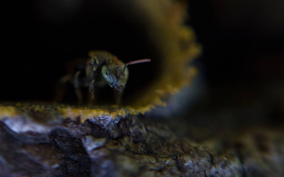 Aguacateros de Michoacán con bajas en primer juego ante Abejas de León