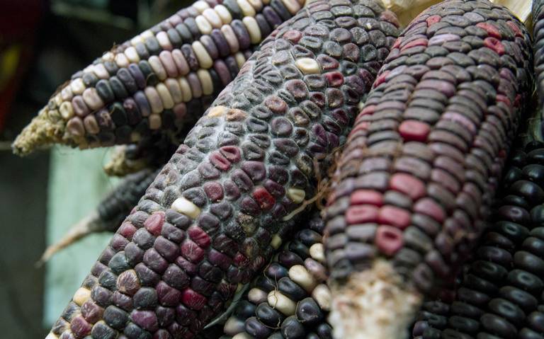 México y Colombia se unen virtualmente gracias al maíz - El Sol de Morelia  | Noticias Locales, Policiacas, sobre México, Michoacán y el Mundo