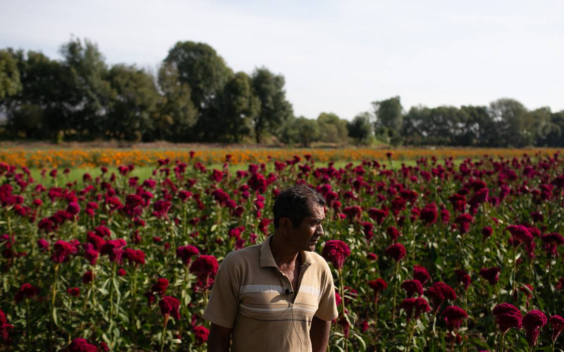 Productores de cempasúchil resienten la  pandemia+Michoacán+Día+de+Muertos+Flores+Panteón - El Sol de Morelia |  Noticias Locales, Policiacas, sobre México, Michoacán y el Mundo