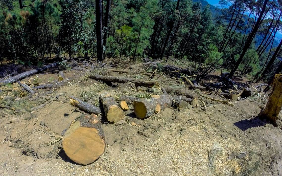 Aguacateros de Michoacán buscan mantenerse invictos - El Sol de Morelia