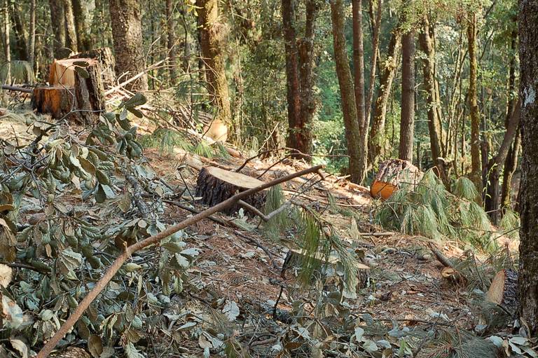 Castigo al aguacate de Michoacán: impacto a millones de toneladas