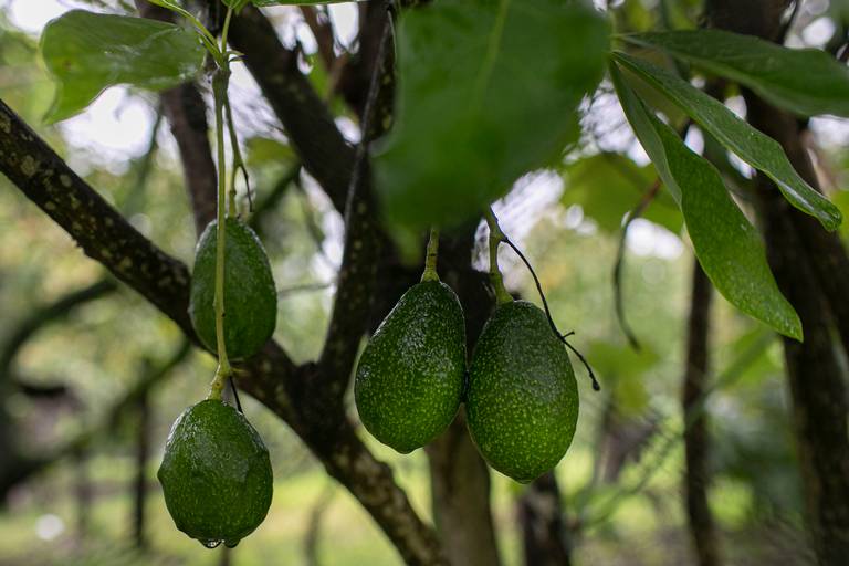 La Capital  Suspende EU Envios De Aguacate De Michoacan