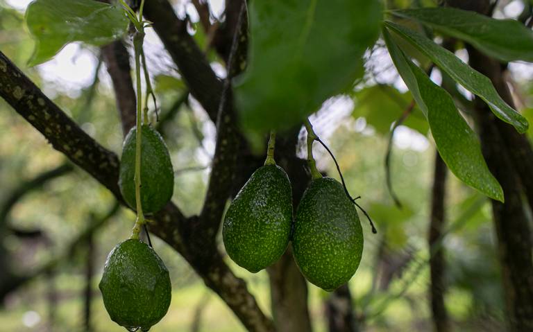 Declaran libre de plagas al aguacate de Michoacán y Morelos