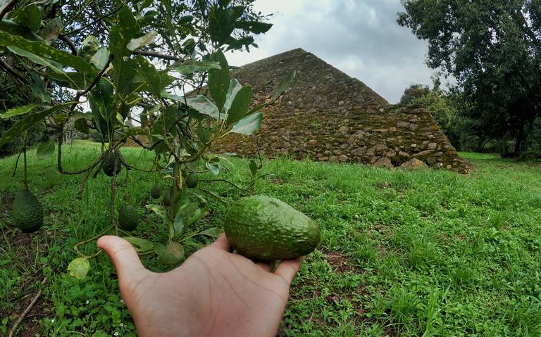 Ecocidio en Michoacán, quitan bosques y ponen aguacate