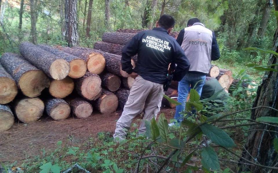 En dos días, se registran cuatro casos de tala ilegal en Michoacán - El Sol  de Morelia | Noticias Locales, Policiacas, sobre México, Michoacán y el  Mundo