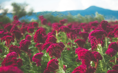 Invitan a turistas a visitar campos de flores de Copándaro - El Sol de  Morelia | Noticias Locales, Policiacas, sobre México, Michoacán y el Mundo