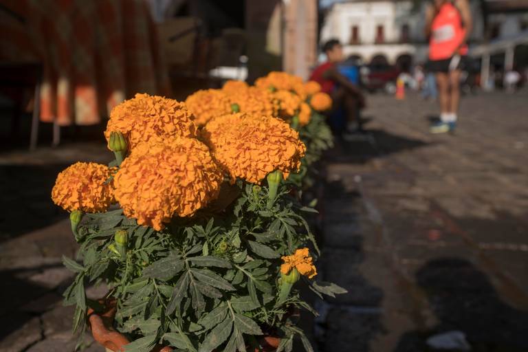 Conoce el origen y simbolismo del cempasúchil, la flor que nació para guiar  a los muertos - El Sol de Morelia | Noticias Locales, Policiacas, sobre  México, Michoacán y el Mundo