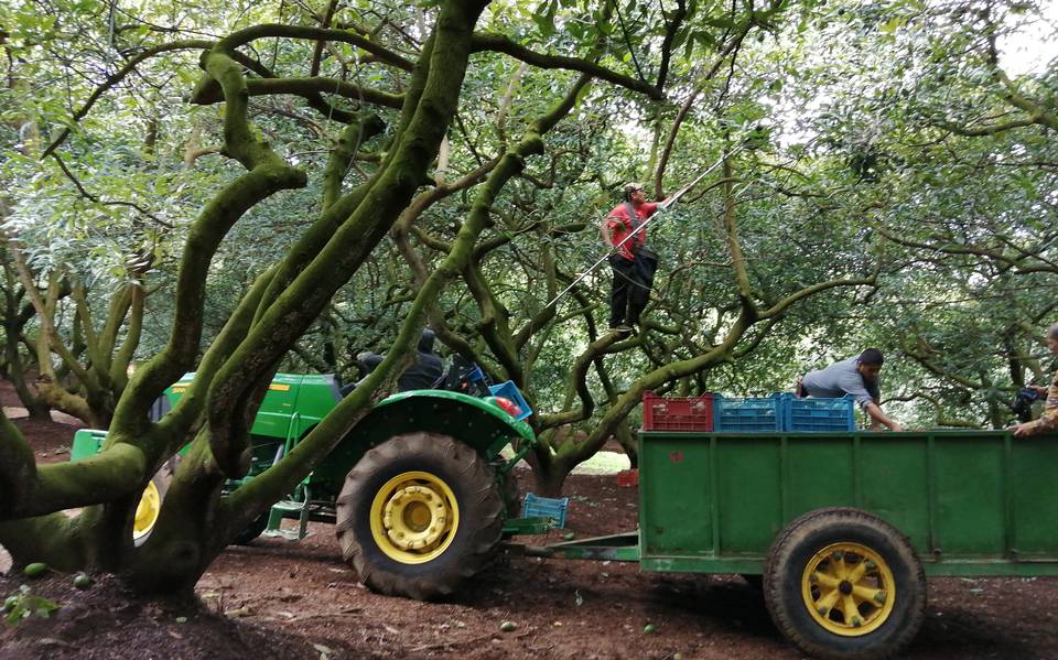 Aguacateros de Michoacán se presenta oficialmente en su tierra