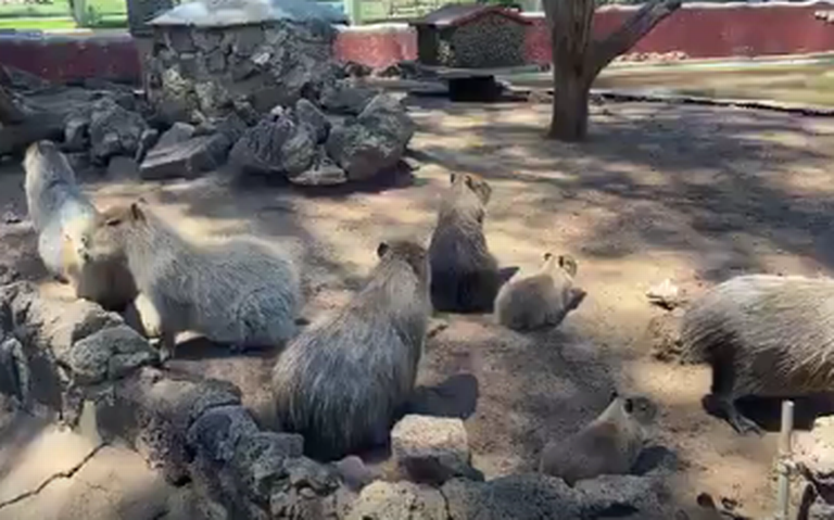 Nacen camadas de capibara en zoológico de Morelia - El Sol de Morelia |  Noticias Locales, Policiacas, sobre México, Michoacán y el Mundo