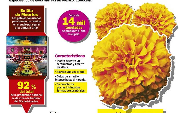 Se mantiene el precio en las flores de cempasúchil - El Sol de Morelia |  Noticias Locales, Policiacas, sobre México, Michoacán y el Mundo