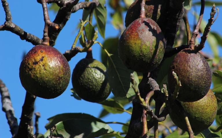 Flores mixtas y determinadas del aguacate en Michoacán.