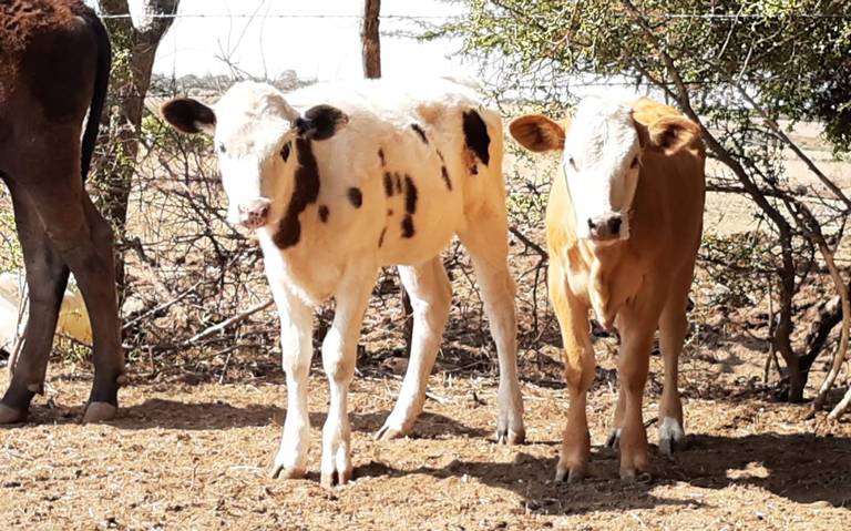 Éstos son los peligros de meter la comida caliente a la nevera