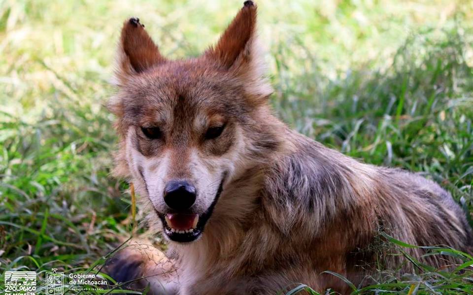 Zoológico de Morelia recibe cinco ejemplares del lobo gris mexicano - El  Sol de Morelia | Noticias Locales, Policiacas, sobre México, Michoacán y el  Mundo