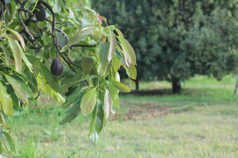 Declaran libre de plagas al aguacate de Michoacán y Morelos