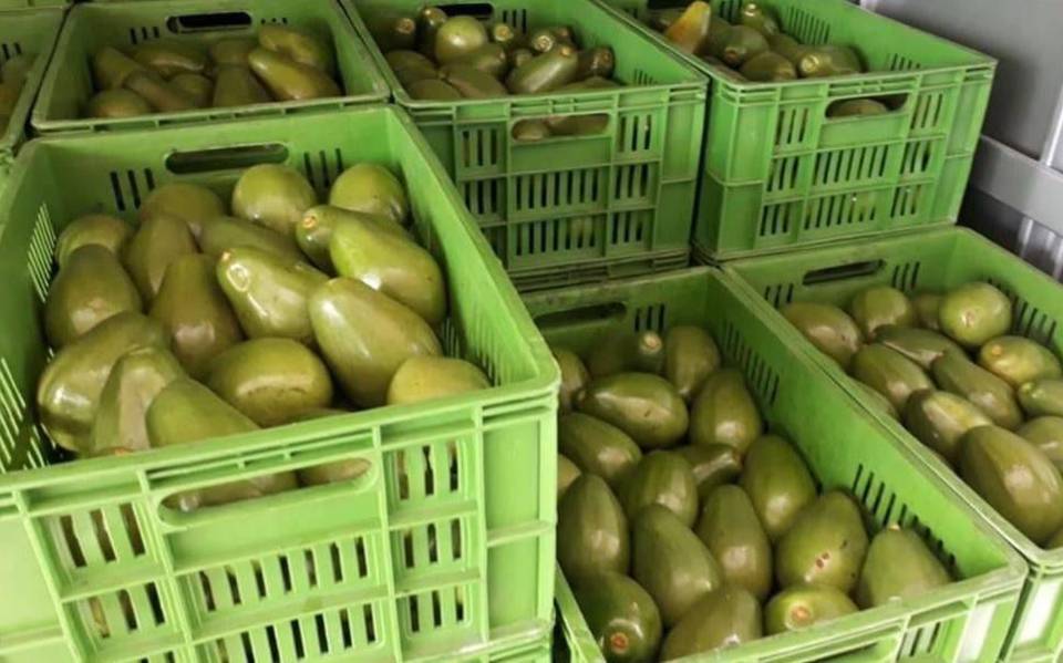 Castigo al aguacate de Michoacán: impacto a millones de toneladas