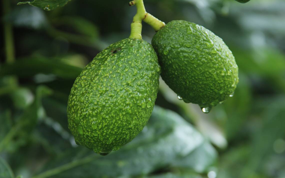 La Capital  Suspende EU Envios De Aguacate De Michoacan