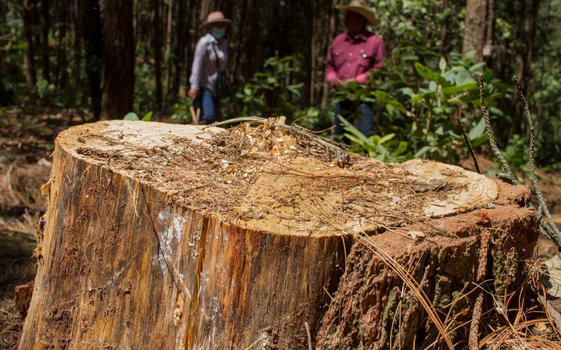 Gobierno de Michoacán autoriza tala de bosque en Altozano - El Sol de  Morelia | Noticias Locales, Policiacas, sobre México, Michoacán y el Mundo