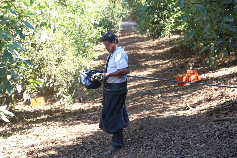 Aguacate alcanza precio histórico de 130 pesos el kilo en Michoacán – El  Financiero