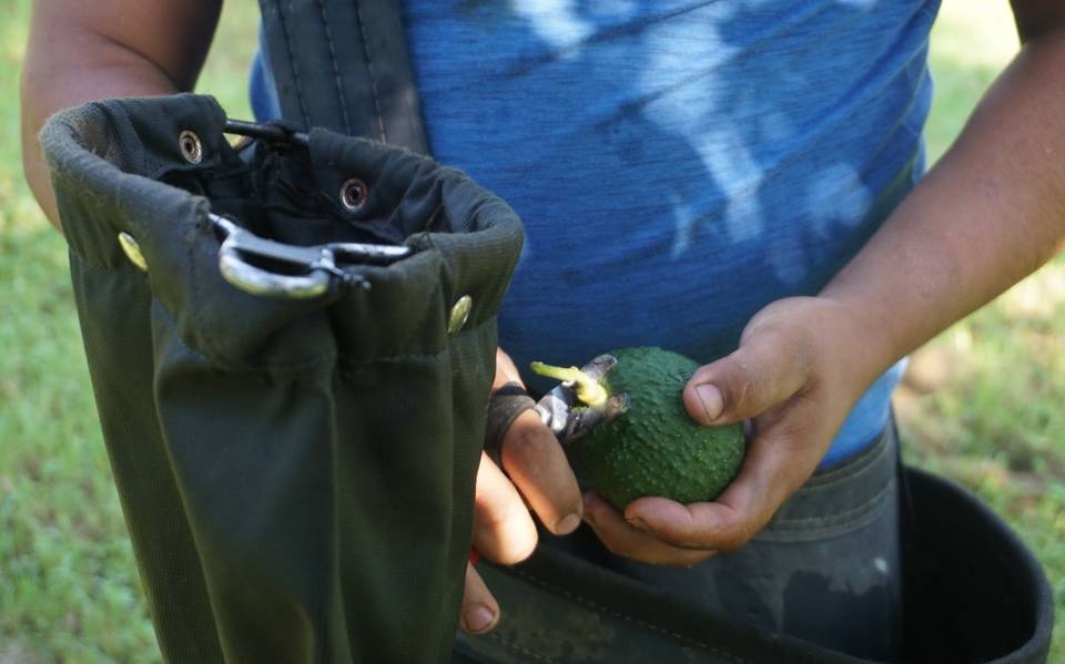 Autoridades estatales e IP detonarán al sector aguacatero de Michoacán