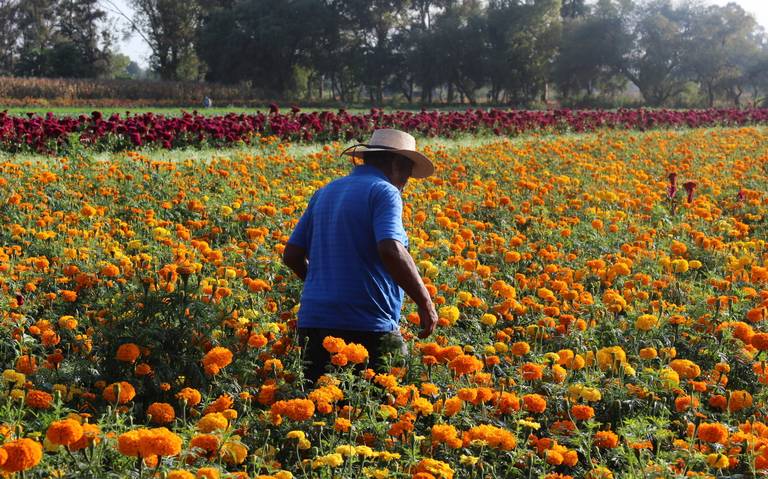 Cultivo de flores, una actividad aún rentable - El Sol de Zamora | Noticias  Locales, Policiacas, sobre México, Michoacán y el Mundo