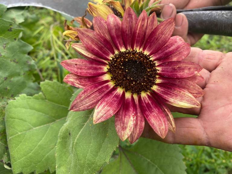 Cultivan en Tarímbaro girasoles en colores vino y negro - El Sol de Morelia  | Noticias Locales, Policiacas, sobre México, Michoacán y el Mundo