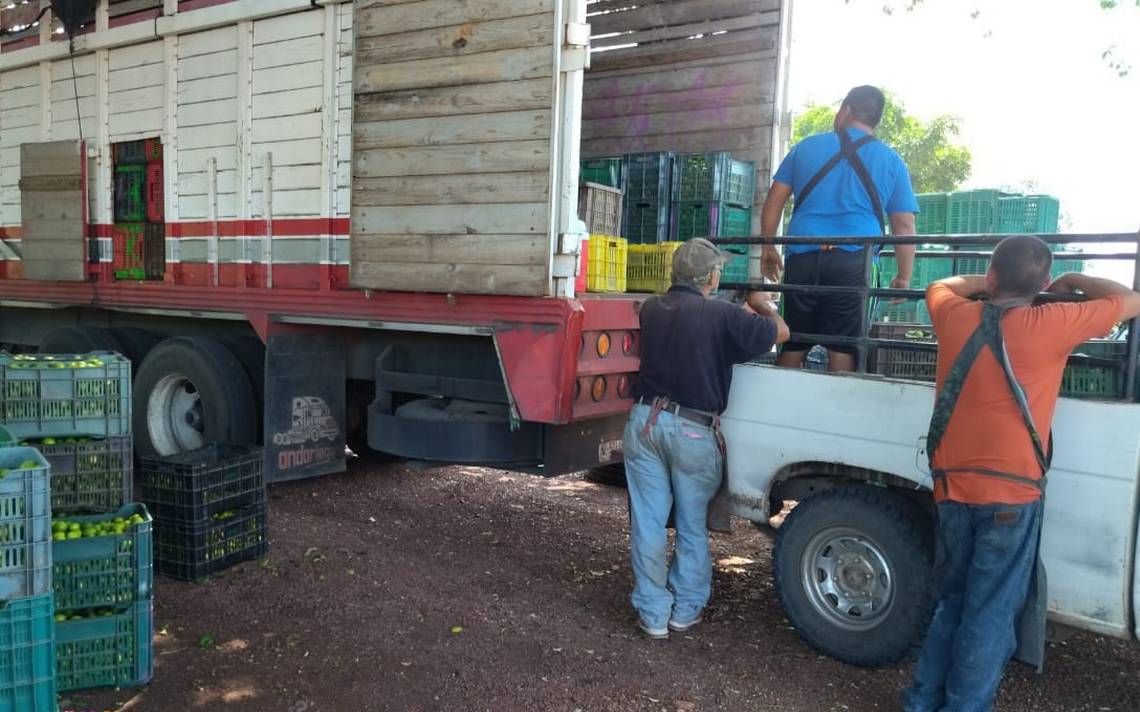 Tras cinco días de paro, reanudan corte de limón en Buenavista y Apatzingán, Michoacán