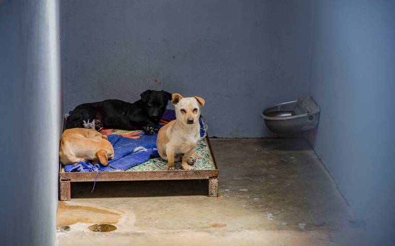 Reinserción canina en Michoacán sin recurso para su implementación - El Sol  de Morelia | Noticias Locales, Policiacas, sobre México, Michoacán y el  Mundo