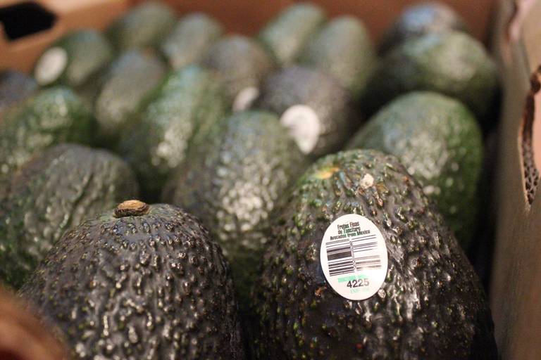 Aguacateros de Michoacán se presenta oficialmente en su tierra