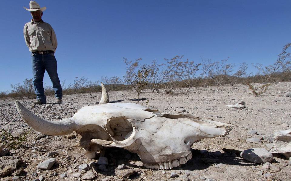 Aguacateros se están acabando el agua de Michoacán