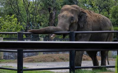 Zoológico de Morelia, listo para reapertura este 18 de julio - Noticias  Locales, Policiacas, sobre México y el Mundo | El Sol de Morelia | Michoacán