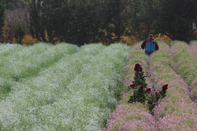 Cultivo de flores, una actividad aún rentable - El Sol de Morelia |  Noticias Locales, Policiacas, sobre México, Michoacán y el Mundo