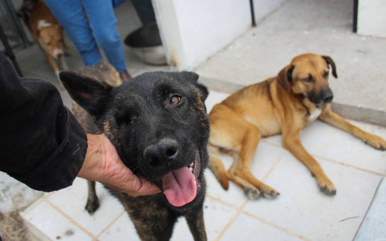 Protección animales em EL PAÍS Brasil