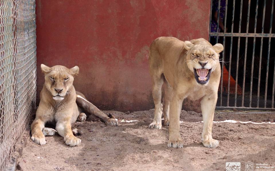 Felinos rescatados, con pronóstico reservado de salud: Zoológico de Morelia  - El Sol de Morelia | Noticias Locales, Policiacas, sobre México, Michoacán  y el Mundo